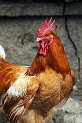 coq