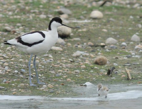 avocette et son poussin