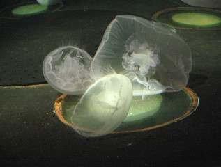 jellyfish