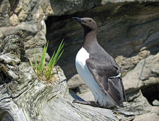 seabird