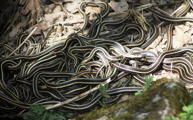 world's largest den of garter snakes