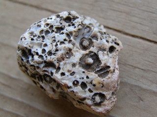 rock with fossils