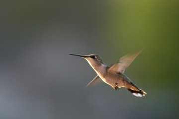 hummingbird in flight