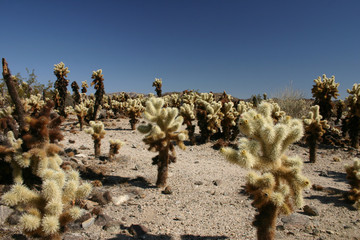 cholla