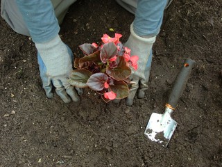 gardening
