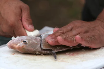 Photo sur Plexiglas Poisson filleting fish