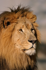 Obraz na płótnie Canvas big male african lion