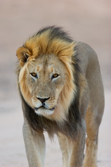 black-maned african lion
