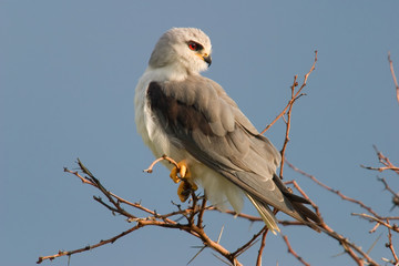black-shouldered kite