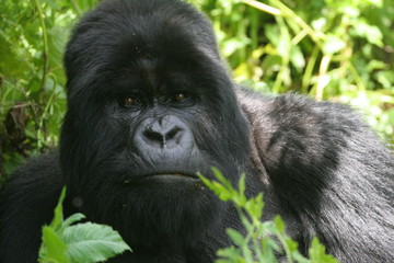 portrait de gorille de montagne