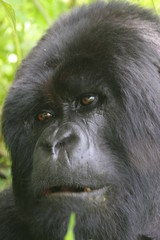 portrait de gorille