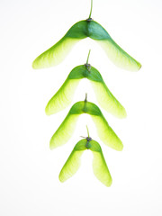 maple seed