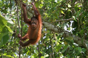 jeune orang outan bornéo