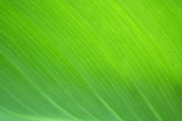 color of nature