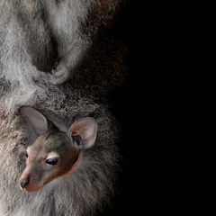 Cercles muraux Kangourou wallaby