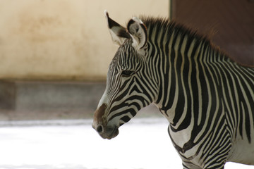 zebra