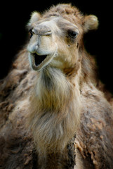 smiling dromedary