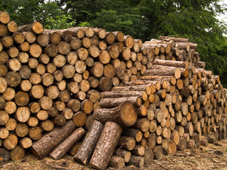 holzstapel