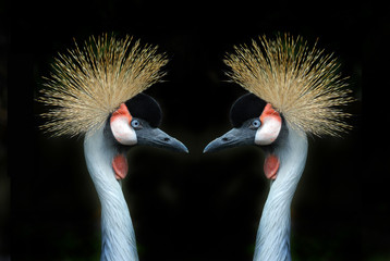 grey crowned cranes © dzain
