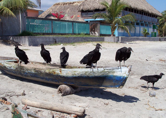 vultures on a beach.