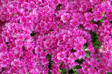 pink flowers