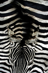 zebra skin with head