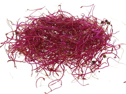 rote beete sprossen