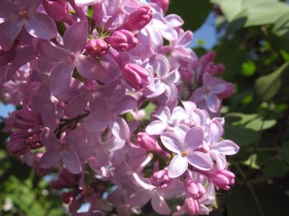 blossoming lilac close-up