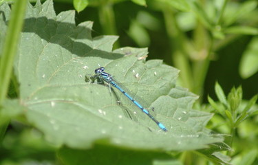dansel flies,
