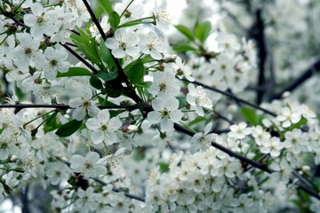  blossoming cherry-tree