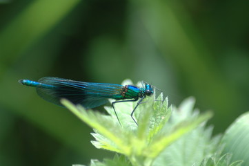 dragonfly