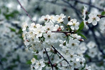  blossoming cherry-tree