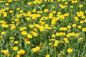  yellow  dandelions