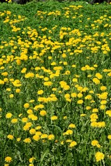  yellow  dandelions