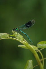 dragonfly,
