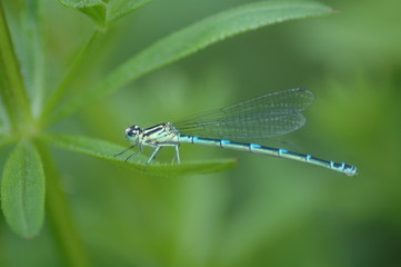 damsel
