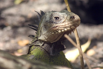 iguane vert