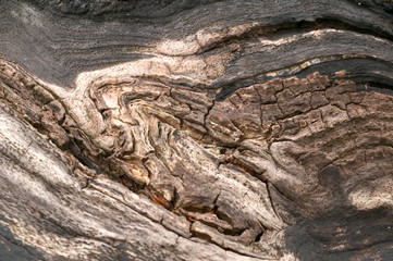 tree trunk background