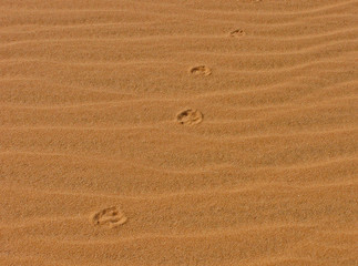 Fototapeta na wymiar traces d'animal sur le sable du désert
