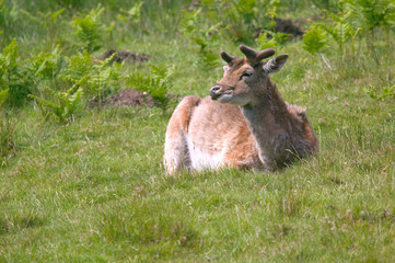 fallow deer eating