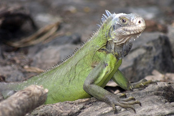 iguane femelle
