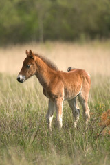Fototapeta premium wild colt