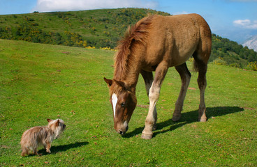 Fototapeta premium yorkie vs caballo