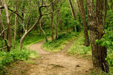 Fototapeta premium nature trail