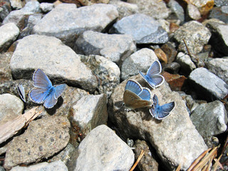 mariposas