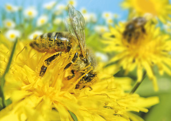 bienchen's paradies 3