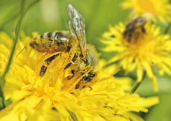 bienchen's paradies 4