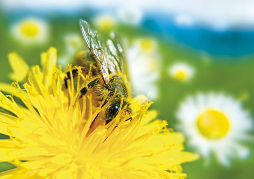 bienchen's paradies 1
