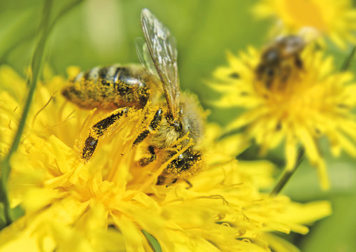 bienchen's paradies 4