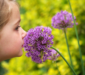 smelling allium